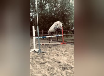 Belgisches Reitpony, Wallach, 12 Jahre, 127 cm, Schimmel