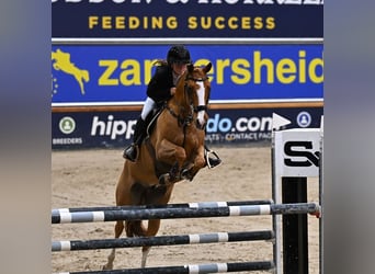 Belgisches Reitpony, Wallach, 12 Jahre, 149 cm, Dunkelfuchs