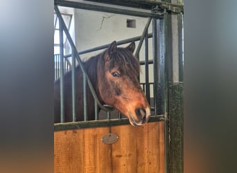 Belgisches Reitpony Mix, Wallach, 12 Jahre, 151 cm, Brauner