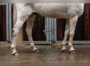 Belgisches Reitpony, Wallach, 12 Jahre, 155 cm