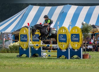 Belgisches Reitpony, Wallach, 13 Jahre, 128 cm, Rappe