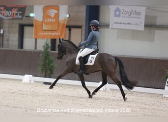 Belgisches Reitpony, Wallach, 13 Jahre, 135 cm, Dunkelbrauner