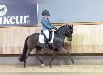 Belgisches Reitpony, Wallach, 13 Jahre, 135 cm, Dunkelbrauner
