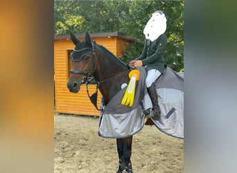 Belgisches Reitpony, Wallach, 13 Jahre, 149 cm, Dunkelbrauner