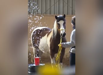 Belgisches Reitpony, Wallach, 14 Jahre, 141 cm, Schecke