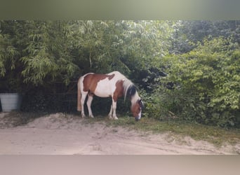 Belgisches Reitpony, Wallach, 14 Jahre, 141 cm, Schecke