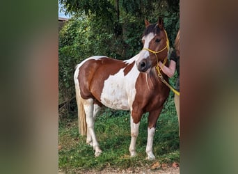 Belgisches Reitpony, Wallach, 14 Jahre, 141 cm, Schecke