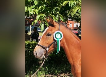 Belgisches Reitpony, Wallach, 1 Jahr, Brauner