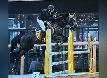 Belgisches Reitpony, Wallach, 21 Jahre, 146 cm, Rappe