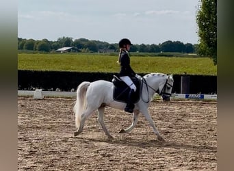 Belgisches Reitpony, Wallach, 22 Jahre, 121 cm, Schimmel
