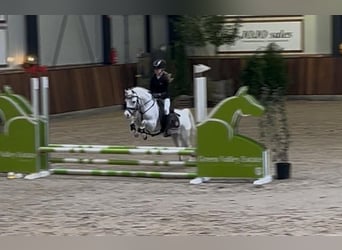 Belgisches Reitpony, Wallach, 22 Jahre, 121 cm, Schimmel