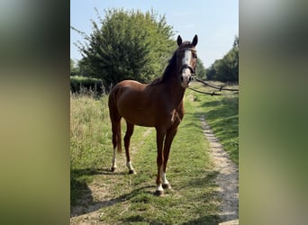 Belgisches Reitpony, Wallach, 3 Jahre, 138 cm