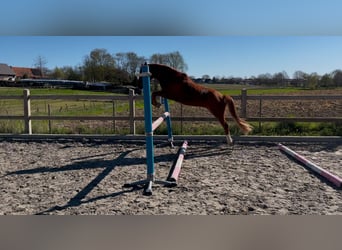 Belgisches Reitpony, Wallach, 3 Jahre, 139 cm, Fuchs