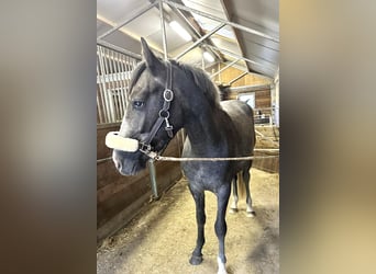 Belgisches Reitpony, Wallach, 3 Jahre, 146 cm, Schimmel