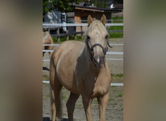 Belgisches Reitpony, Wallach, 4 Jahre, 141 cm, Palomino