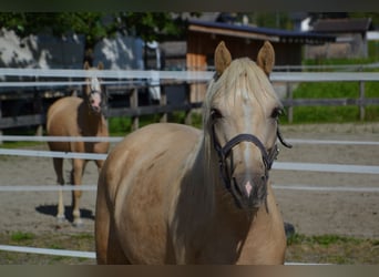 Belgisches Reitpony, Wallach, 4 Jahre, 141 cm, Palomino