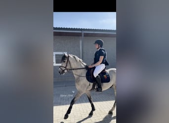 Belgisches Reitpony, Wallach, 4 Jahre, 145 cm, Schimmel