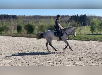 Belgisches Reitpony, Wallach, 4 Jahre, 145 cm, Schimmel