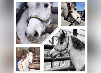 Belgisches Reitpony, Wallach, 4 Jahre, 145 cm, Schimmel