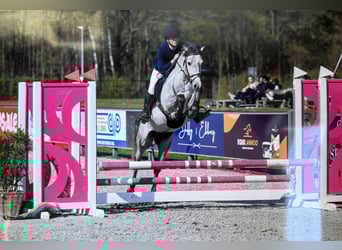Belgisches Reitpony, Wallach, 4 Jahre, 145 cm, Schimmel
