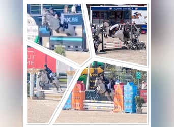 Belgisches Reitpony, Wallach, 4 Jahre, 145 cm, Schimmel