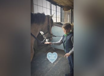 Belgisches Reitpony, Wallach, 4 Jahre, 145 cm, Schimmel