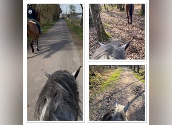 Belgisches Reitpony, Wallach, 4 Jahre, 145 cm, Schimmel