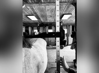 Belgisches Reitpony, Wallach, 4 Jahre, 145 cm, Schimmel