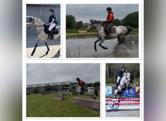 Belgisches Reitpony, Wallach, 4 Jahre, 145 cm, Schimmel