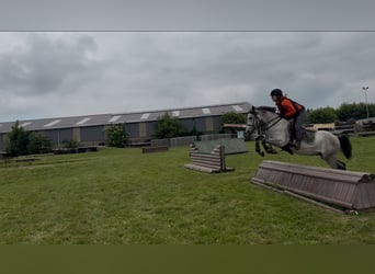 Belgisches Reitpony, Wallach, 4 Jahre, 145 cm, Schimmel