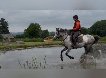 Belgisches Reitpony, Wallach, 4 Jahre, 145 cm, Schimmel