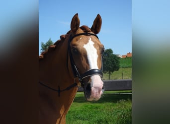 Belgisches Reitpony, Wallach, 4 Jahre, 146 cm, Fuchs