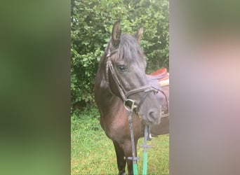 Belgisches Reitpony, Wallach, 4 Jahre, 146 cm, Schwarzbrauner