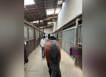 Belgisches Reitpony, Wallach, 4 Jahre, 148 cm, Brauner