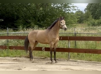 Belgisches Reitpony, Wallach, 4 Jahre, 167 cm, Buckskin