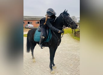 Belgisches Reitpony, Wallach, 5 Jahre, 138 cm, Schwarzbrauner
