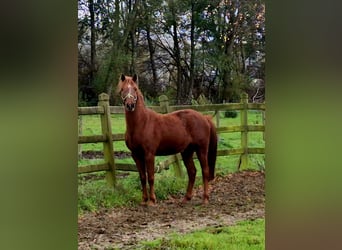 Belgisches Reitpony, Wallach, 5 Jahre, 145 cm, Fuchs