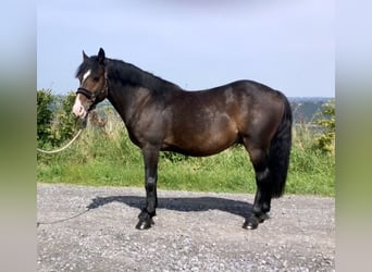 Belgisches Reitpony, Wallach, 5 Jahre, 145 cm, Schwarzbrauner