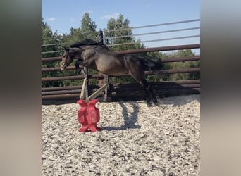 Belgisches Reitpony, Wallach, 5 Jahre, 145 cm, Schwarzbrauner
