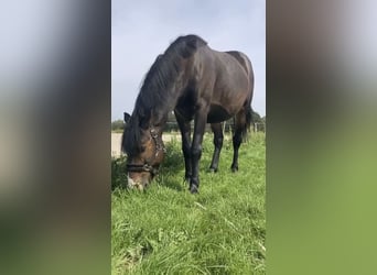 Belgisches Reitpony, Wallach, 5 Jahre, 145 cm, Schwarzbrauner