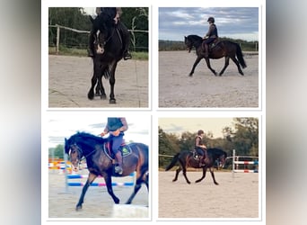 Belgisches Reitpony, Wallach, 5 Jahre, 145 cm, Schwarzbrauner