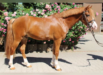 Belgisches Reitpony, Wallach, 5 Jahre, 146 cm, Fuchs