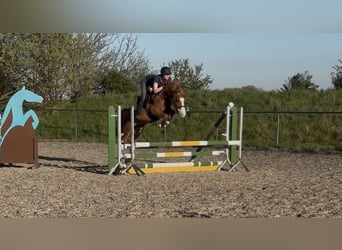 Belgisches Reitpony, Wallach, 5 Jahre, 146 cm, Fuchs