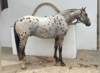 Belgisches Reitpony, Wallach, 5 Jahre, 148 cm, Tobiano-alle-Farben