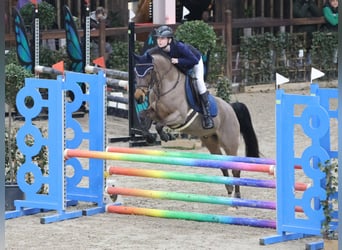 Belgisches Reitpony, Wallach, 6 Jahre, 148 cm, Brauner