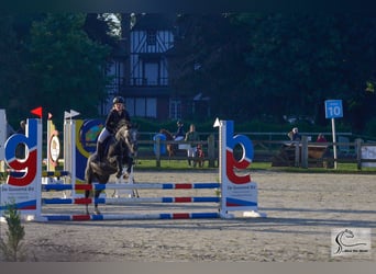 Belgisches Reitpony Mix, Wallach, 7 Jahre, 126 cm, Rappschimmel