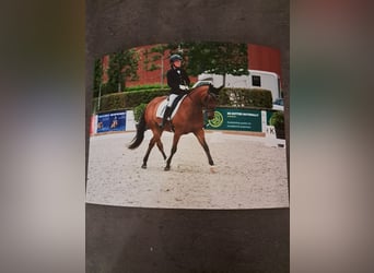 Belgisches Reitpony, Wallach, 7 Jahre, 146 cm, Brauner