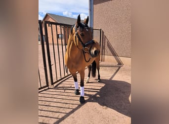 Belgisches Reitpony, Wallach, 7 Jahre, 146 cm, Brauner