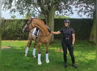 Belgisches Reitpony, Wallach, 7 Jahre, 148 cm, Fuchs