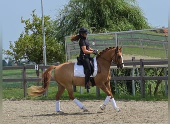 Belgisches Reitpony, Wallach, 7 Jahre, 148 cm, Fuchs